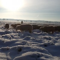 De schapen in de sneeuw